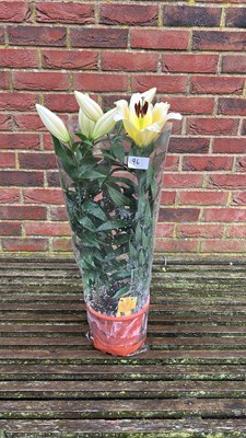 Lot 1096 - Potted Lilies