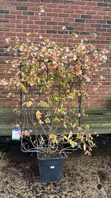 Lot 1097 - Large Tracheospermum Evergreen Jasmine on frame