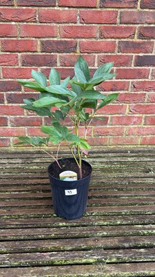 Lot 1098 - white Shirley Temple Peony