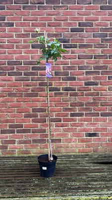 Lot 1099 - standard pink rose ‘Eden’