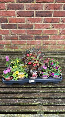 Lot 1100 - tray of 10 mixed basket plants