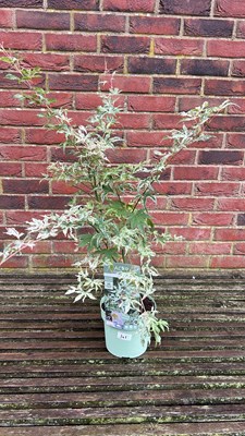 Lot 1101 - Ukigumo Acer