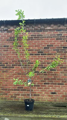 Lot 1102 - Prunus Domestica ‘Opal’ Plum tree
