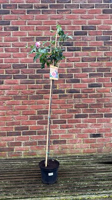 Lot 1103 - Standard Pink rose ‘Elle’