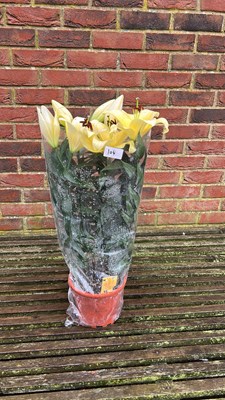 Lot 1104 - Potted Lilies