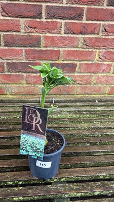 Lot 1105 - Aureomarginata Hosta