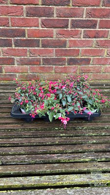 Lot 1106 - tray of 8 hardy Fuschias