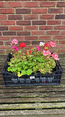Lot 1107 - crate of 4 x 6 pack Geraniums
