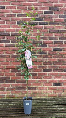 Lot 1108 - climbing rose ‘New Dawn