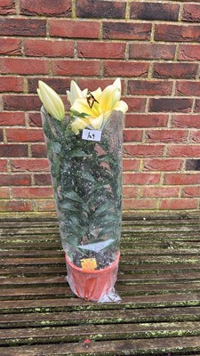 Lot 1109 - Potted Lilies