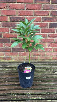 Lot 1110 - Bowl of Beauty Peony