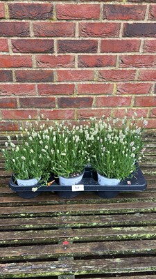 Lot 1111 - tray of 6 white Lavender