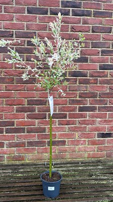 Lot 1112 - Salix Flamingo tree
