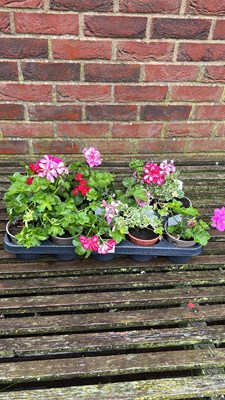 Lot 1114 - tray of 10 ivy Geraniums
