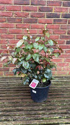 Lot 1115 - Hybrid Tea Rose ‘Never Forgotten’