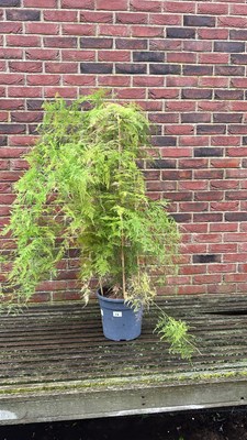 Lot 1116 - large Asparagus Fern indoor plant