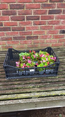 Lot 1117 - crate of 4 x 6 pack Begonia
