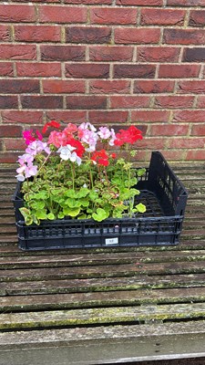 Lot 1118 - crate of 4 x 6 pack Geraniums