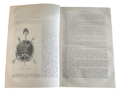 Lot 82 - The Illustrated Natural History by the Rev J....