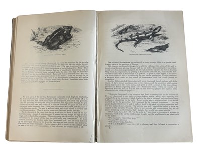 Lot 82 - The Illustrated Natural History by the Rev J....