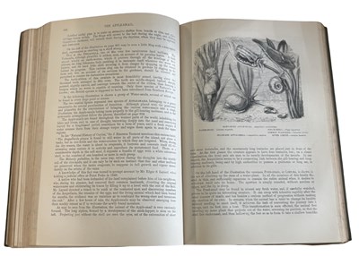 Lot 82 - The Illustrated Natural History by the Rev J....