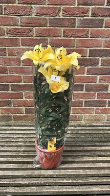 Lot 1001 - 1 pot of Lilies