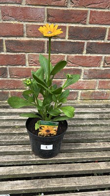 Lot 1002 - Rudbeckia - Golden Toffee
