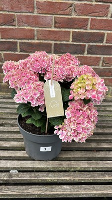Lot 1003 - pink hydrangea