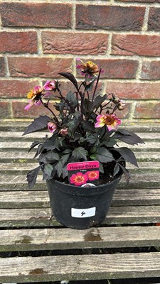 Lot 1004 - Happy Days Dahlia - Halo