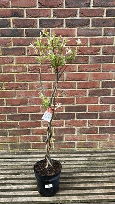 Lot 1005 - Twisted stem salix flamingo tree