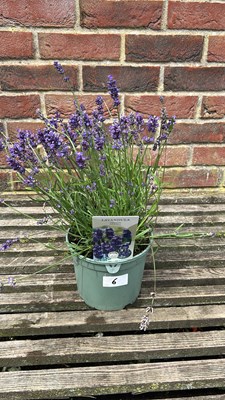 Lot 1006 - lavender hidcote