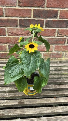 Lot 1007 - sunflower