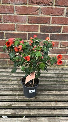 Lot 1008 - Abutilon
