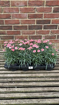 Lot 1009 - tray of 8 Scented Dianthus