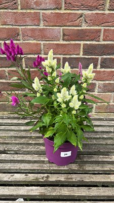 Lot 1010 - Multi coloured Patio Celosia