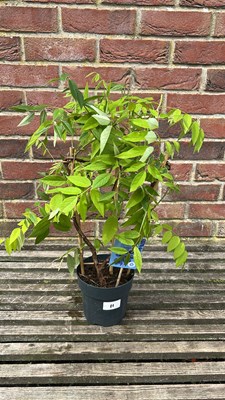 Lot 1011 - Amethyst Falls patio Wisteria