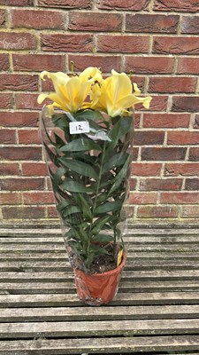 Lot 1012 - Pot of Lilies