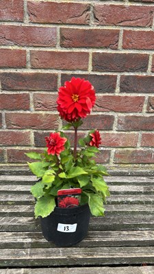 Lot 1013 - large Dahlia - Red Grandalia