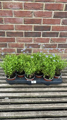 Lot 1014 - tray of 12 blue Felicia