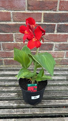 Lot 1015 - Canna Cannova Scarlet Red