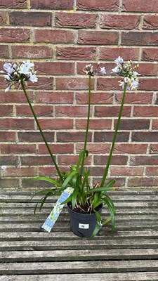 Lot 1016 - Agpanthus Sparkle
