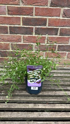 Lot 1017 - Erigeron Mexican Fleabane