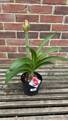 Lot 1018 - Red double Dragon Amaryllis