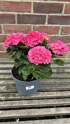 Lot 1019 - pink hydrangea