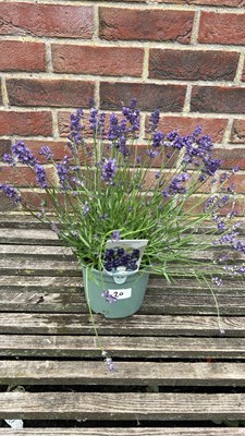 Lot 1020 - lavender hidcote