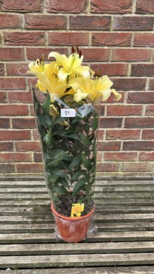 Lot 1021 - Pot of Lilies