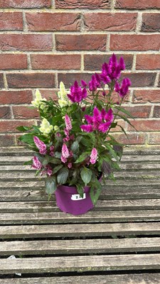 Lot 1022 - mixed colour patio celosia