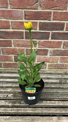 Lot 1023 - Rudbeckia Golden Sun