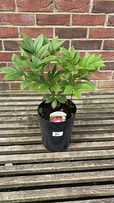 Lot 1024 - Peony - Bowl of beauty