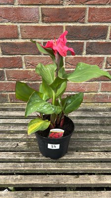 Lot 1025 - Dahlia Cannova Rose